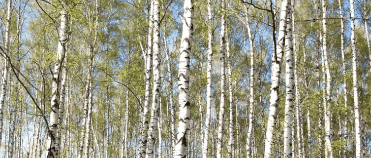 Lihastautipäivät 2025