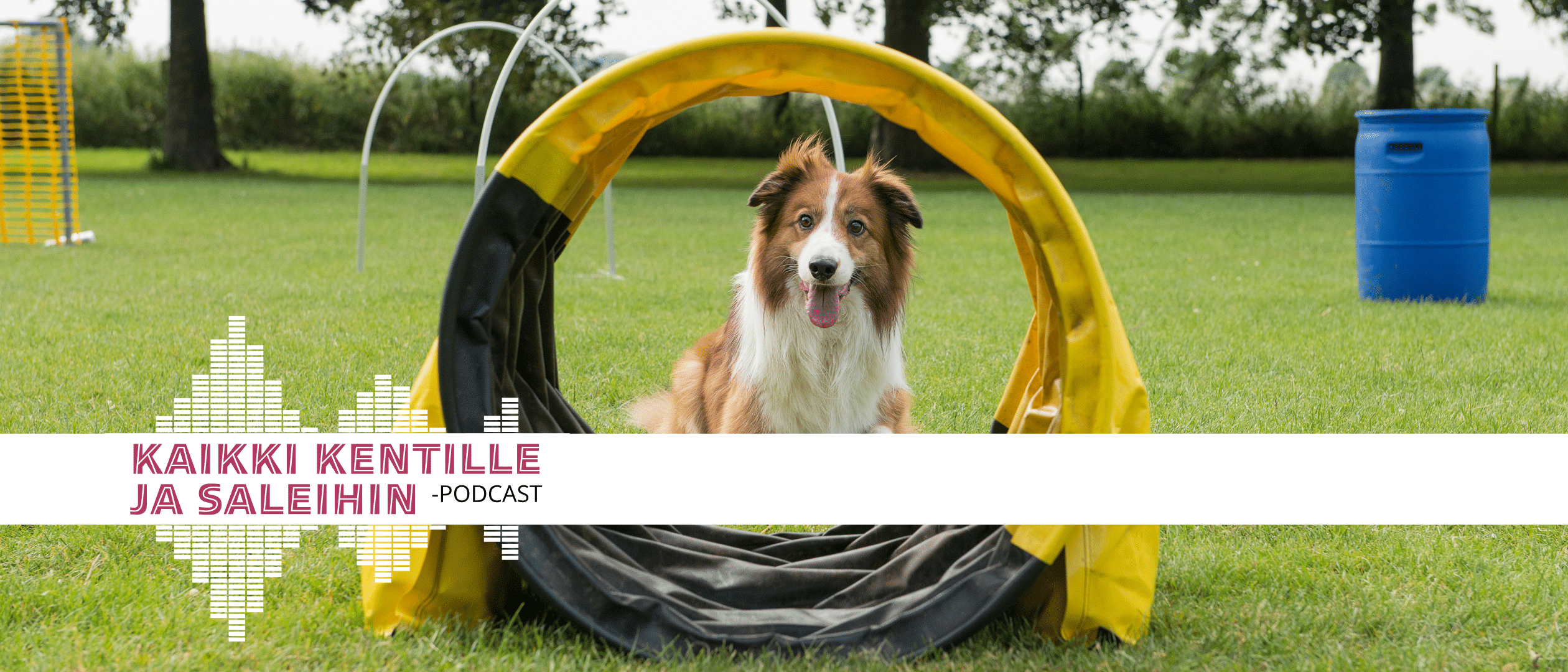 Kuuntele Kaikki kentille ja saleihin -podcastin 14. jakso, jossa Iita Makkonen kertoo hoopersista, saavutettavasta koiralajista.
